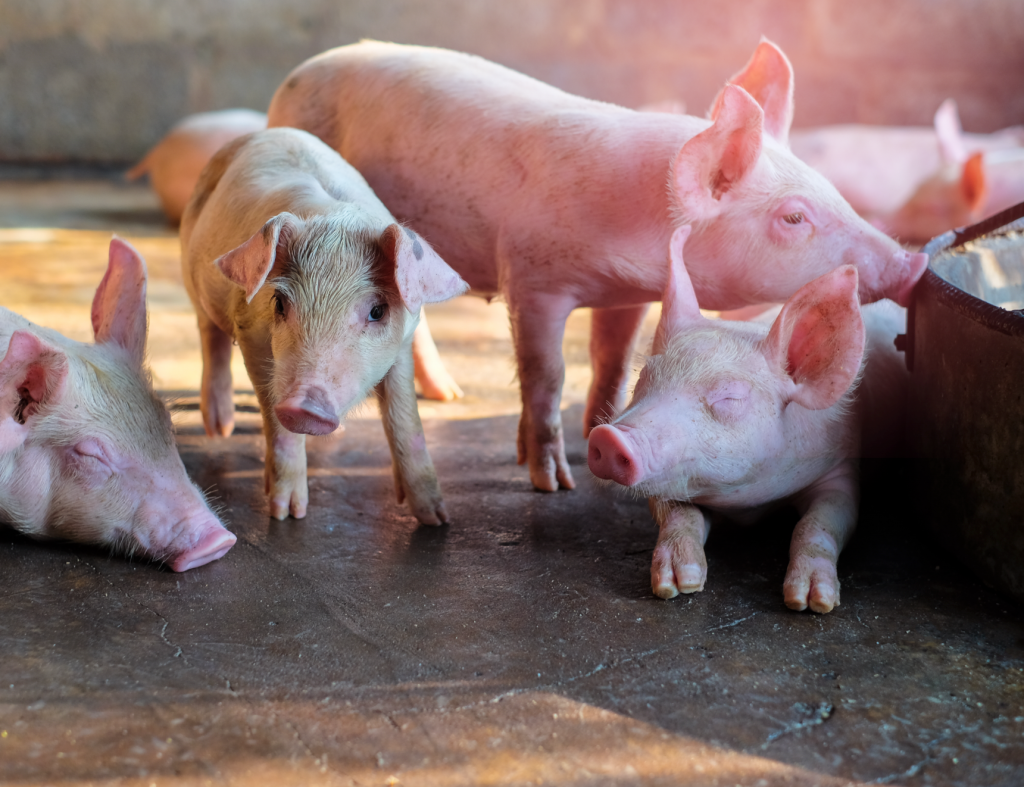Pigs - Clostridium and E.coli